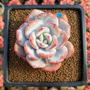 Echeveria 'Cream Tea' 3" Succulent Plant Cutting