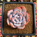 Echeveria 'Cream Tea' 3" Succulent Plant Cutting