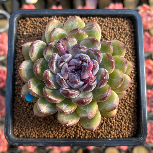gemstone succulent Echeveria 'Gem Stone' 2