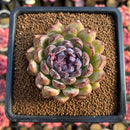 Echeveria 'Gem Stone' 2"-3" Succulent Plant Cutting