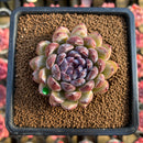 Echeveria 'Gem Stone' 2"-3" Succulent Plant Cutting