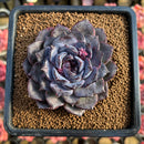Echeveria 'Black Raccoon' 3" Unique Clone Succulent Plant Cutting