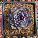 Echeveria 'Black Raccoon' 3" Unique Clone Succulent Plant Cutting