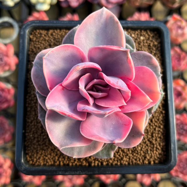 west rainbow succulent Echeveria 'Rainbow' Variegated 2"-3" Succulent Plant Cutting – True Succulents Plant Co