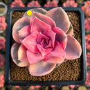 Echeveria 'Rainbow' Variegated 2"-3" Succulent Plant Cutting