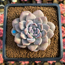 Graptoveria 'Highstone' 3" Succulent Plant