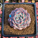 Echeveria 'Albi Fatima' 3" New Hybrid Succulent Plant Cutting