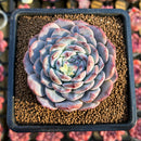 Echeveria 'Albi Fatima' 3" New Hybrid Succulent Plant Cutting