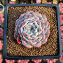 Echeveria 'Albi Fatima' 3" New Hybrid Succulent Plant Cutting