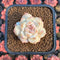 Echeveria 'Pink Diamond' 1" Succulent Plant Cutting