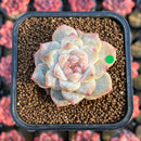 Echeveria 'Pink Diamond' 1" Succulent Plant Cutting