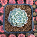 Echeveria 'Lágrima' 1"-2" Succulent Plant Cutting