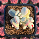 Cotyledon 'Orbiculata' Variegated 2"-3" Cluster Succulent Plant Cutting
