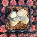 Cotyledon 'Orbiculata' Variegated 2"-3" Cluster Succulent Plant Cutting