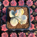 Cotyledon 'Orbiculata' Variegated 2"-3" Cluster Succulent Plant Cutting