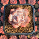 Echeveria sp. 1"-2" Succulent Plant Cutting