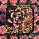 Echeveria 'Sarabony' 2" Succulent Plant Cutting