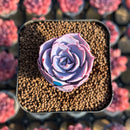 Echeveria 'Pinky' 1" Succulent Plant Cutting