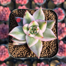 Echeveria Agavoides 'Elkhorn' Variegated 2" Succulent Plant Cutting