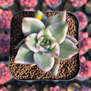 Echeveria Agavoides 'Elkhorn' Variegated 2" Succulent Plant Cutting