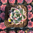Echeveria Agavoides 'Elkhorn' Variegated 2" Succulent Plant Cutting