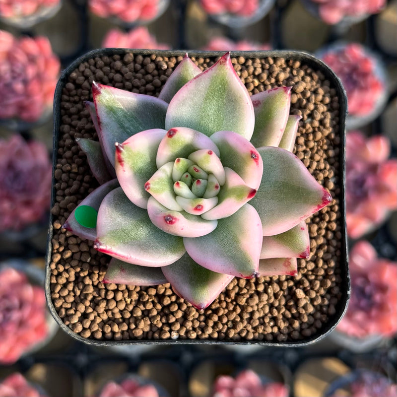elkhorn plant succulent Echeveria Agavoides 'Elkhorn' Variegated 2" Succulent Plant Cutting – True Succulents  Plant Co