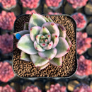 Echeveria Agavoides 'Elkhorn' Variegated 2" Succulent Plant Cutting