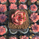 Echeveria Agavoides sp. 1" Succulent Plant Cutting