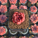Echeveria Agavoides 'Honey Pink' 1" Succulent Plant Cutting