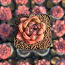 Echeveria Agavoides 'Honey Pink' 1" Succulent Plant Cutting