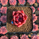 Echeveria Agavoides 'Honey Pink' 1" Succulent Plant Cutting