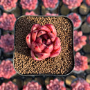 Echeveria Agavoides 'Honey Pink' 1" Succulent Plant Cutting