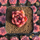 Echeveria Agavoides 'Honey Pink' 1" Succulent Plant Cutting