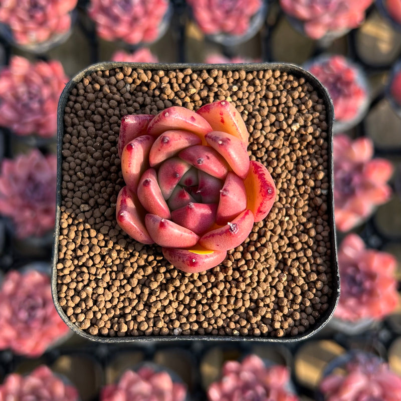 honey pink succulent Echeveria Agavoides 'Honey Pink' 1" Succulent Plant Cutting – True Succulents  Plant Co