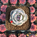 Echeveria 'Top Pink' 1"-2" Succulent Plant Cutting