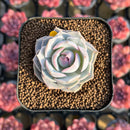Echeveria 'Top Pink' 1"-2" Succulent Plant Cutting