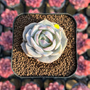 Echeveria 'Top Pink' 1"-2" Succulent Plant Cutting