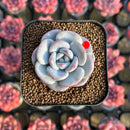 Echeveria 'Ice Cream' 1"-2" Succulent Plant Cutting