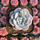 Echeveria 'Ice Cream' 1"-2" Succulent Plant Cutting