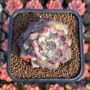 Echeveria 'Lavender Card' 2" New Hybrid Succulent Plant Cutting