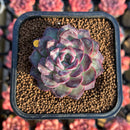 Echeveria 'Lavender Card' 2" New Hybrid Succulent Plant Cutting