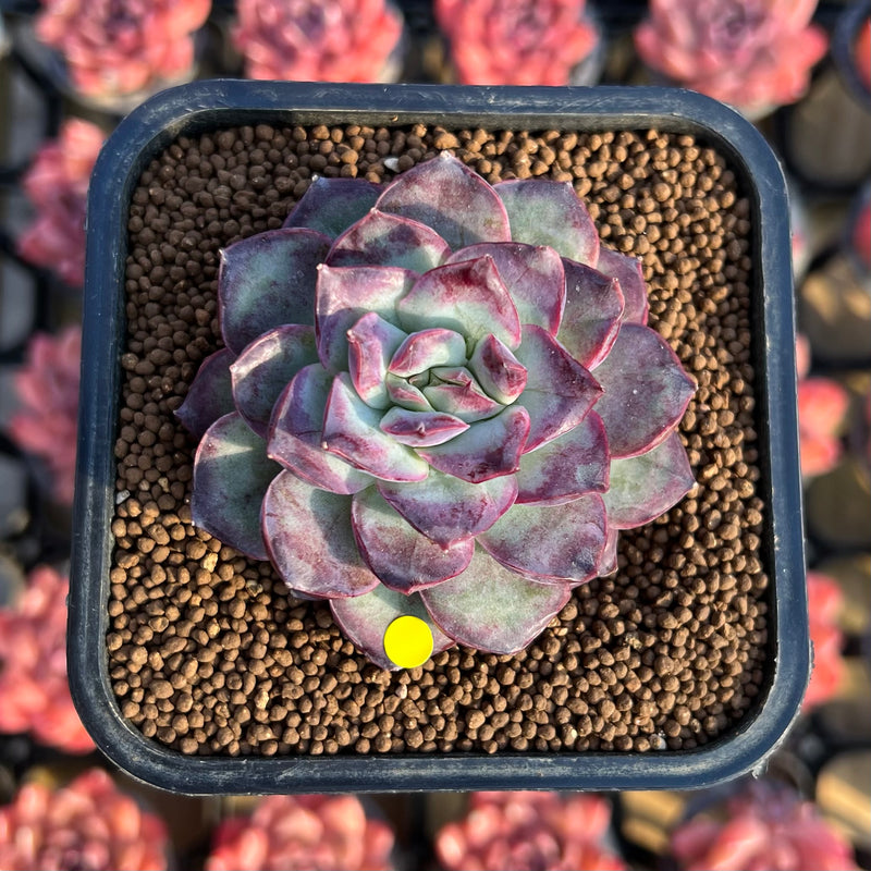 lavender succulent plant Echeveria 'Lavender Card' 2" New Hybrid Succulent Plant Cutting – True Succulents Plant Co