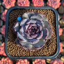 Echeveria 'Purple Oranda' 2" New Hybrid Succulent Plant Cutting