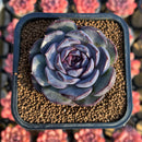 Echeveria 'Purple Oranda' 2" New Hybrid Succulent Plant Cutting