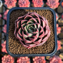 Echeveria 'Bianca' 2" New Hybrid Succulent Plant Cutting