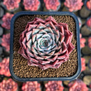 Echeveria 'Mata' 2" Succulent Plant Cutting