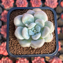 Graptoveria 'Bubble Bomb' 2" Succulent Plant Cutting