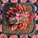 Echeveria 'Flame' 2" Hwaga Original Hybrid Succulent Plant Cutting