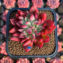 Echeveria 'Flame' 2" Hwaga Original Hybrid Succulent Plant Cutting