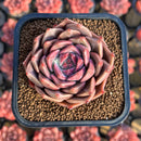 Echeveria 'Bella Rose' 2" New Hybrid Succulent Plant Cutting